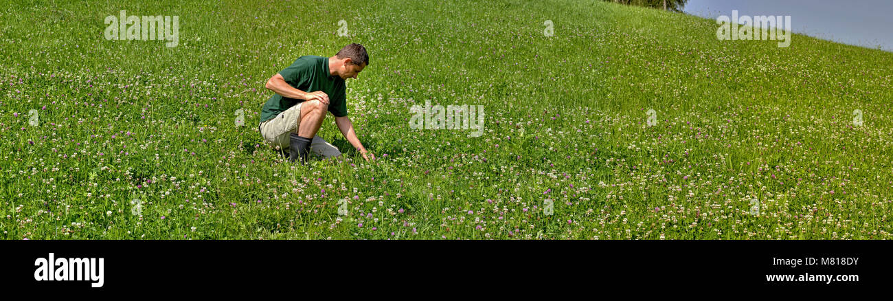 Pradera de trébol Foto de stock