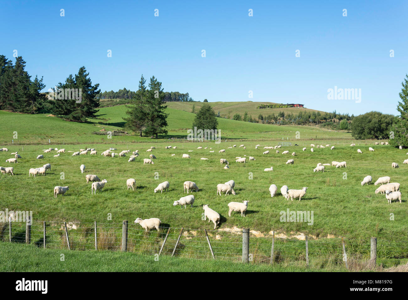 Ovejas en el campo, bajar Moutere, distrito de Tasmania, Nueva Zelanda Foto de stock