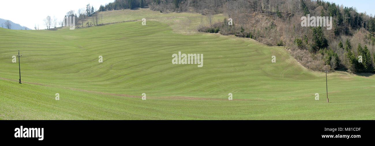 Meadow papilla Foto de stock