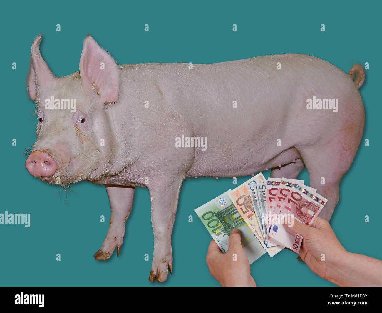 Precio de cerdo fotografías e imágenes de alta resolución - Alamy