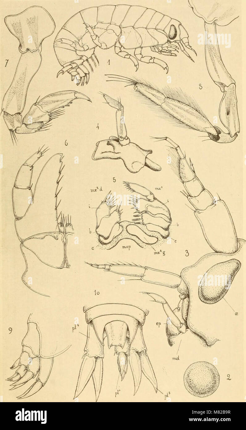 Boletín biologique de la France et de la Belgique (1892) (19808438033) Foto de stock