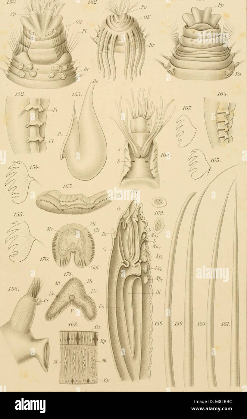 Boletín biologique de la France et de la Belgique (1897) (20404023646) Foto de stock