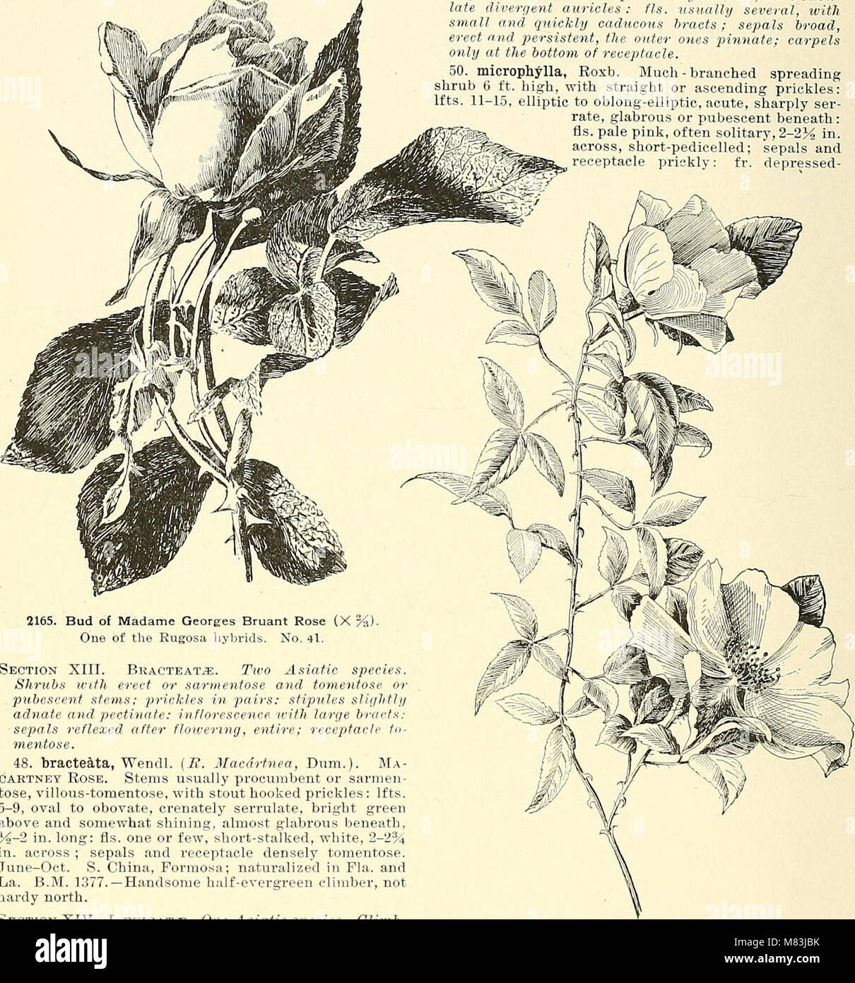 Cyclopedia of American horticultura, compuesto de sugerencias para el cultivo de plantas hortícolas, las descripciones de las especies de frutas, hortalizas, flores y plantas ornamentales se venden en el (20826388295) Foto de stock