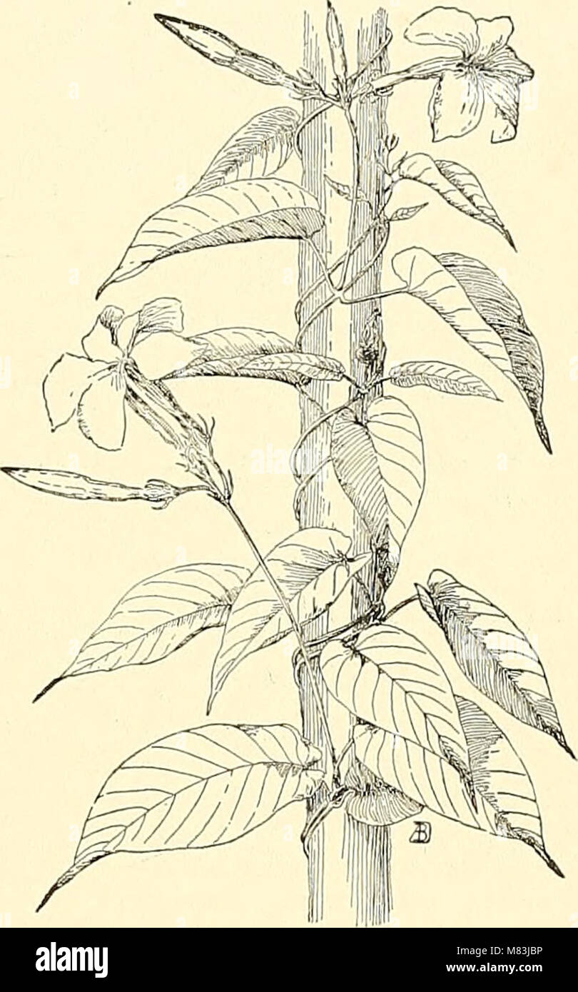 Cyclopedia of American horticultura, compuesto de sugerencias para el cultivo de plantas hortícolas, las descripciones de las especies de frutas, hortalizas, flores y plantas ornamentales se venden en el (20834275911) Foto de stock