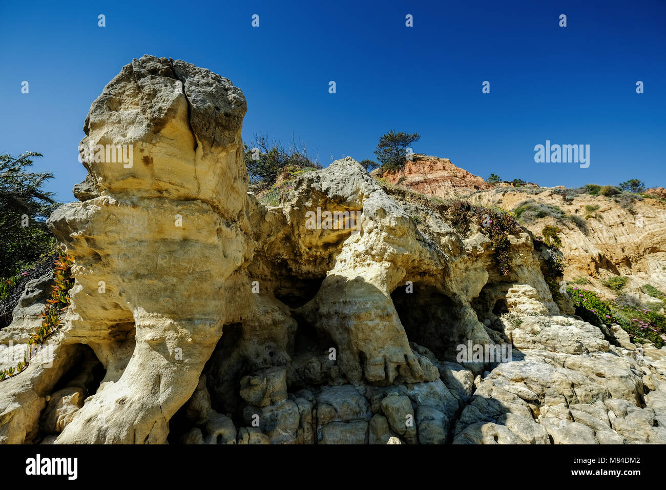 Vista del paisaje con acantilados y dunas de la playa, cerca de Albufeira, Portugal en verano con flores y plantas de la vegetación local. Foto de stock