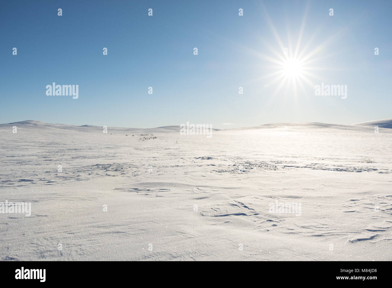 Día soleado en el plano Finnmarksvidda meseta montañosa en el norte de Noruega Finnmark. Foto de stock