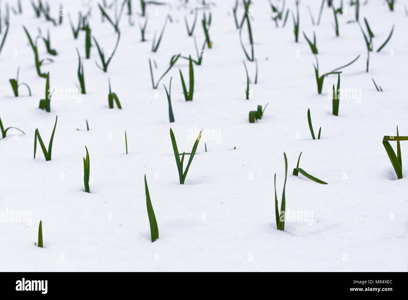 Brotes verdes de ajo creciente Hibernan bajo la nieve fría en una asignación en el REINO UNIDO Foto de stock