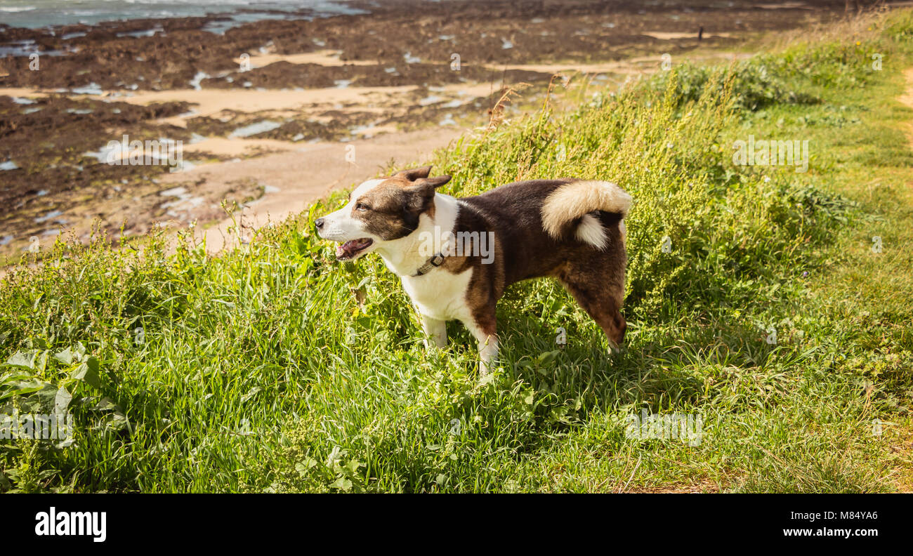 Poco Pembroke Welsh Corgis perro caminando por la playa en Francia Foto de stock