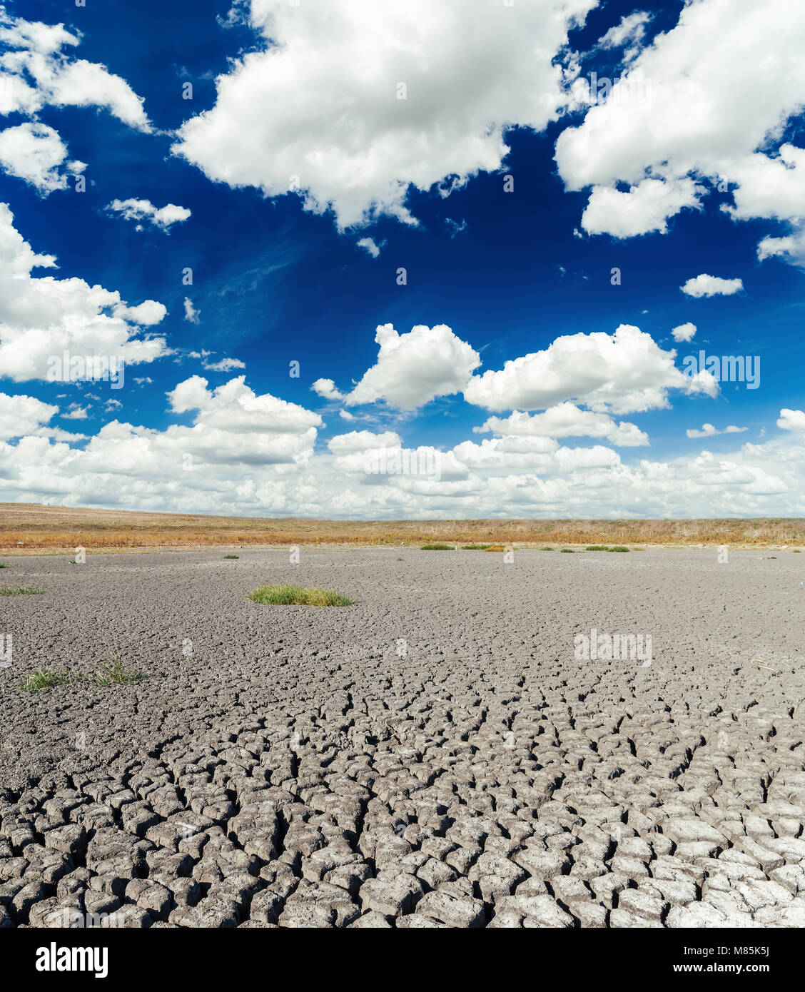 Paisaje de árbol muerto solitario bajo tierra seca agrietada sin fondo de  agua concepto de calentamiento global