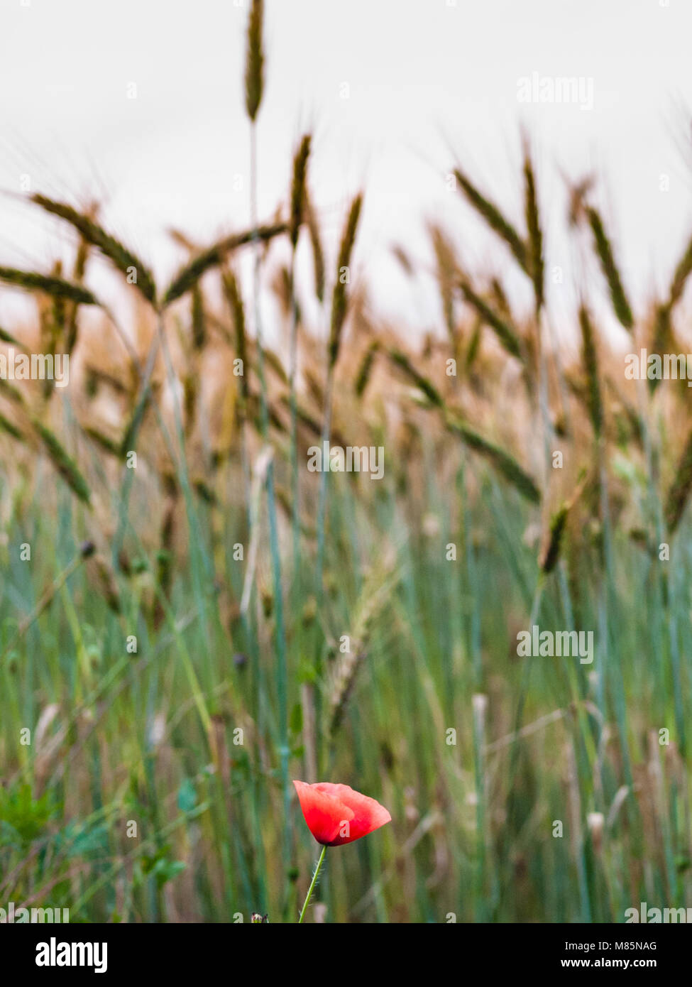 Campo de amapolas rojas en la primavera, campo de trigo fondo con mazorcas maduras Foto de stock