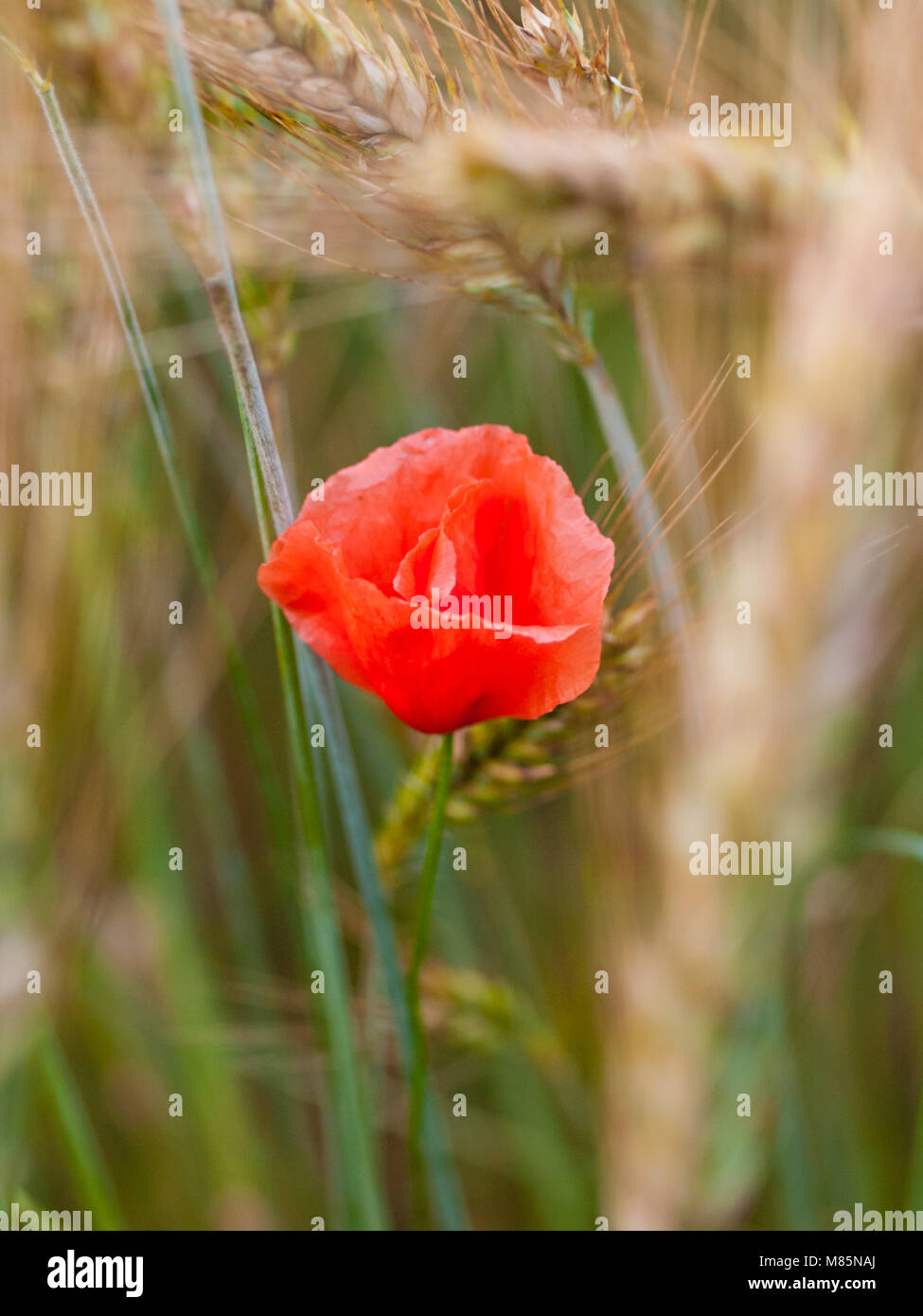 Campo de amapolas rojas en la primavera, campo de trigo fondo con mazorcas maduras Foto de stock
