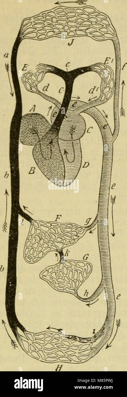 El Dr. Johannes Leunis Sinopsis der thierkunde. Ein Handbuch für höhere lehranstalten und für alle, welche sich wissenschaftlich mit der naturgeschichte der thiere beschäftigen wollen (1883) (20904693990) Foto de stock
