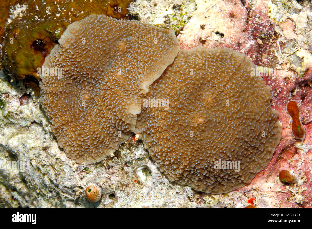 O Corallimorpharians Discosoma Corallimorphs, sp, en el arrecife. Foto de stock