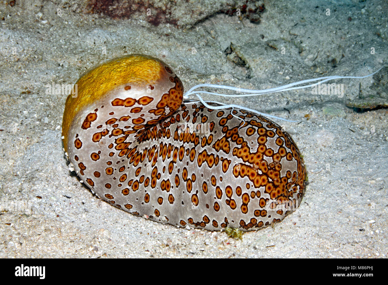 Leopard de pepino de mar, Bohadschia argus, extrusión de túbulos Cuvierian blanco pegajoso del ano. Foto de stock