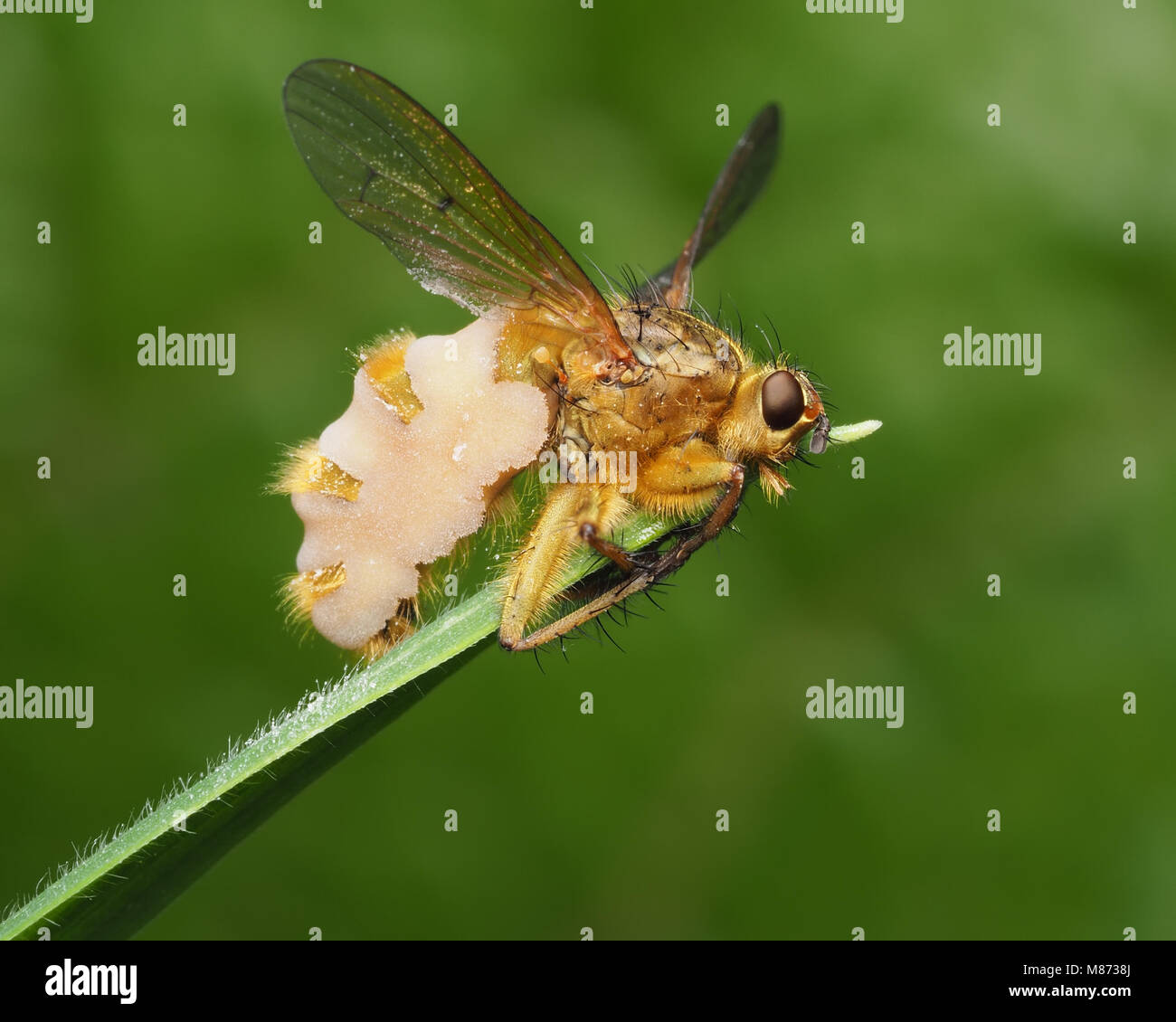 Estiércol amarillo (Scathophaga stercoraria mosca) infectados con el hongo (Entomophthora sp.) en la parte superior de una hoja de hierba. Tipperary, Irlanda Foto de stock