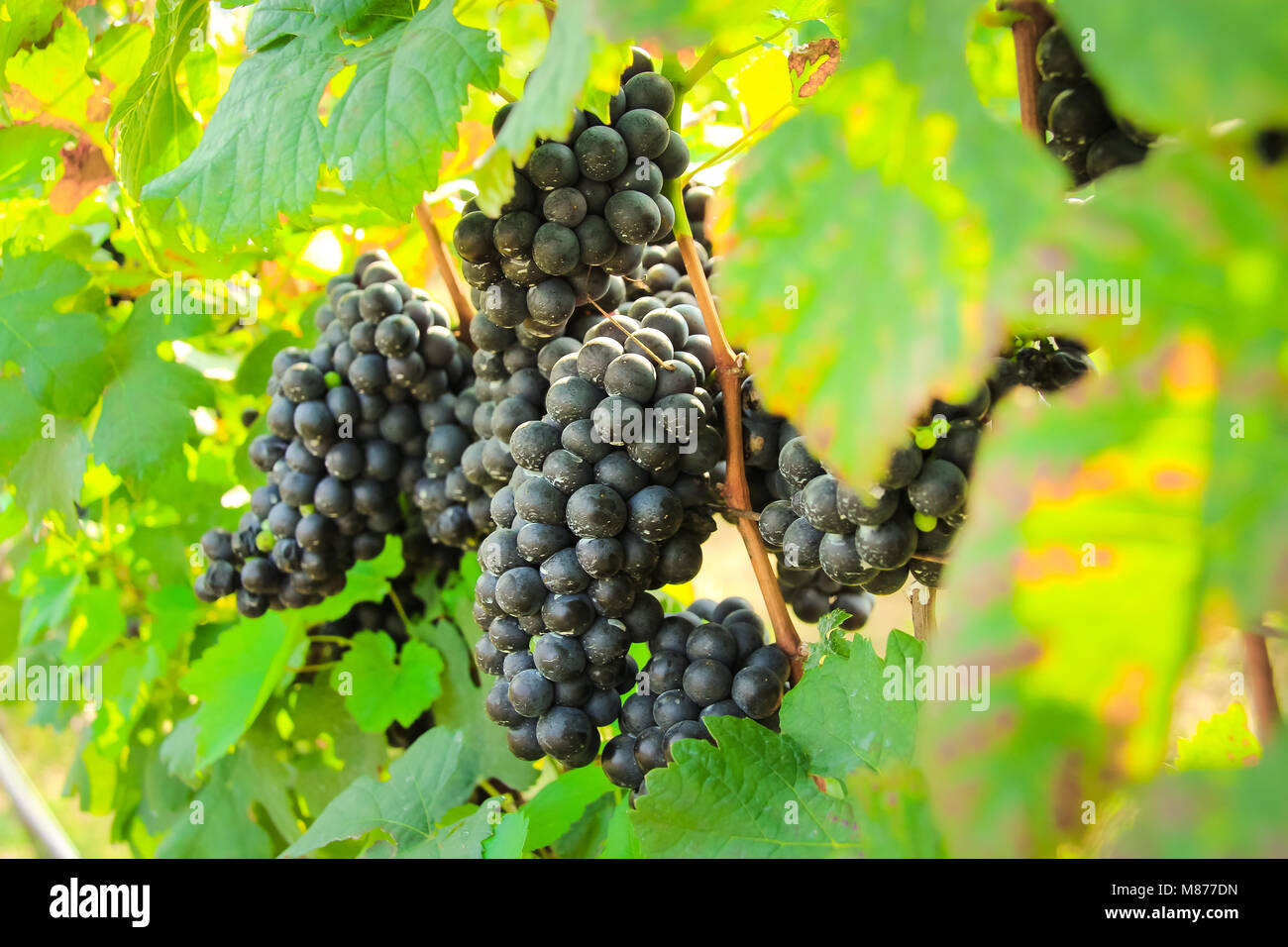 En la cosecha de uva fresca, Viñedo en Nakhon Ratchasima, Tailandia Foto de stock
