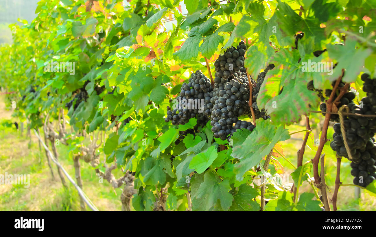 En la cosecha de uva fresca, Viñedo en Nakhon Ratchasima, Tailandia Foto de stock