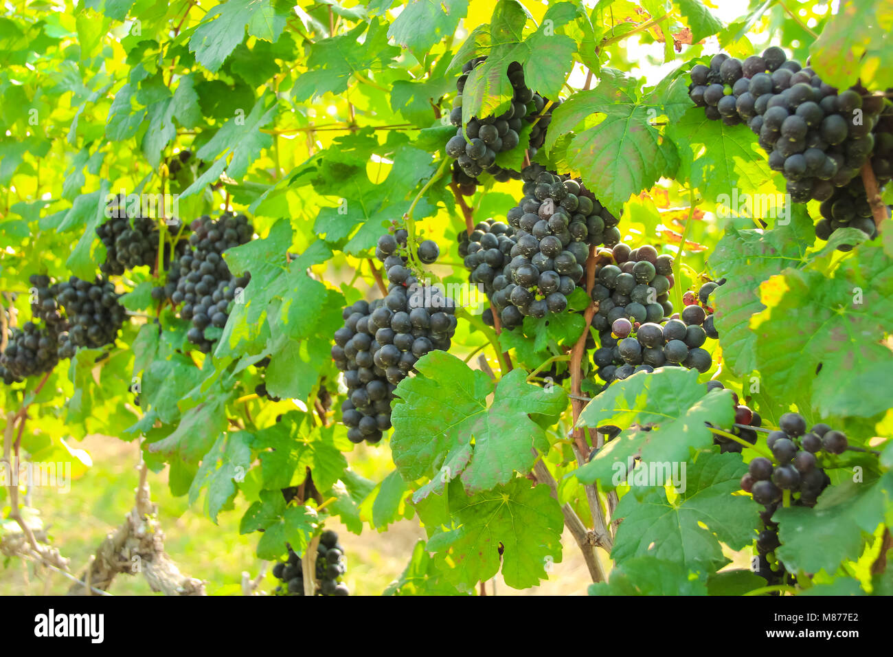 En la cosecha de uva fresca, Viñedo en Nakhon Ratchasima, Tailandia Foto de stock