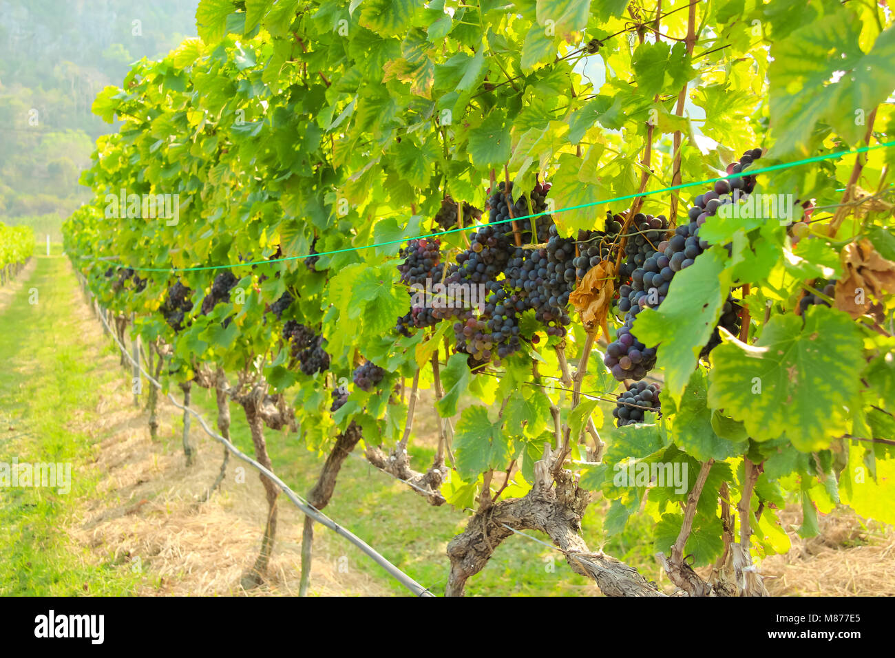 En la cosecha de uva fresca, Viñedo en Nakhon Ratchasima, Tailandia Foto de stock