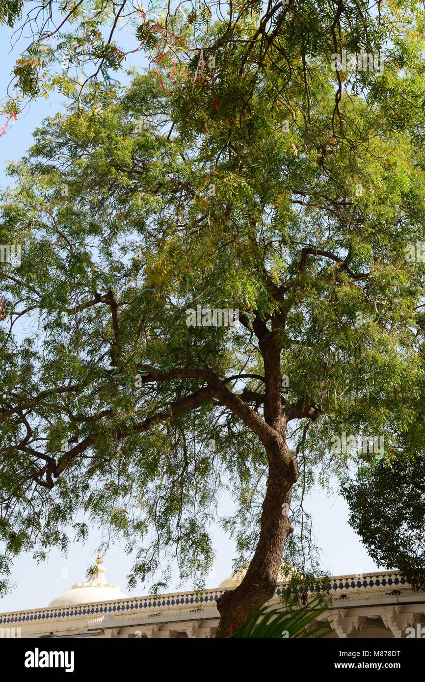 árbol lila indio fotografías e imágenes de alta resolución - Alamy