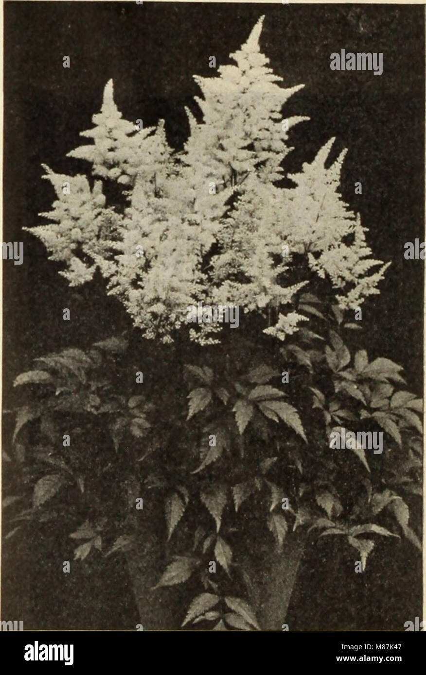 Dreer's Wholesale price list - Bulbos plantas floristerías floristerías semillas de flores por floristas de fungicidas, fertilizantes, insecticidas, aperos, etc (1912) (21032242056) Foto de stock