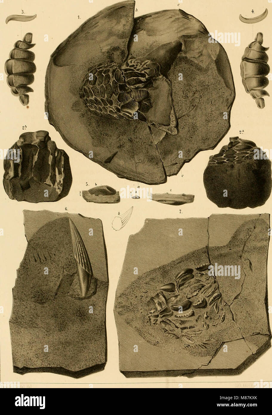 Dyas oder Die Rothliegende Zechsteinformation und das (1861) (21090284246) Foto de stock