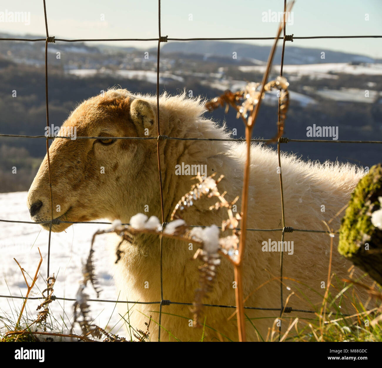 Vista de cerca de una oveja en una valla de un campo cubierto de nieve en invierno Foto de stock