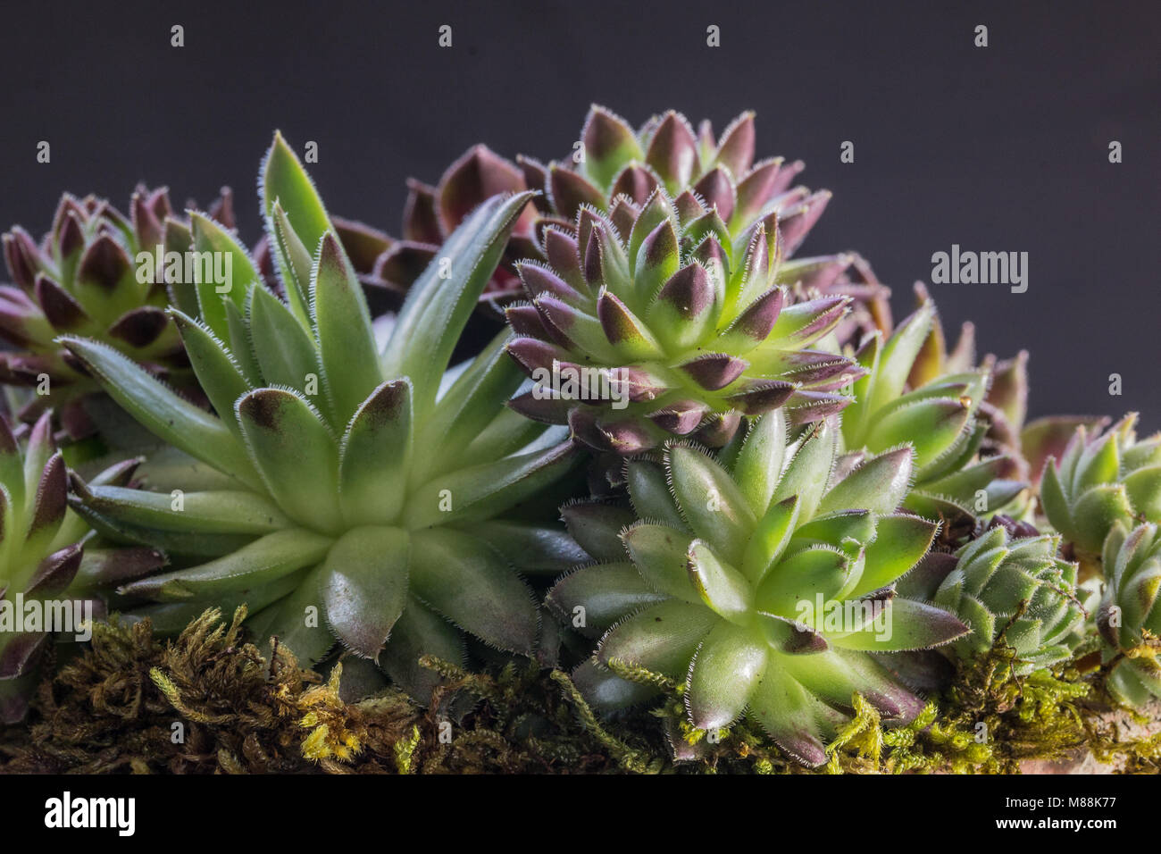 Un pequeño grupo de plantas suculentas Houseleek Sempervivums con MOSS, Shepperton, Reino Unido. Foto de stock