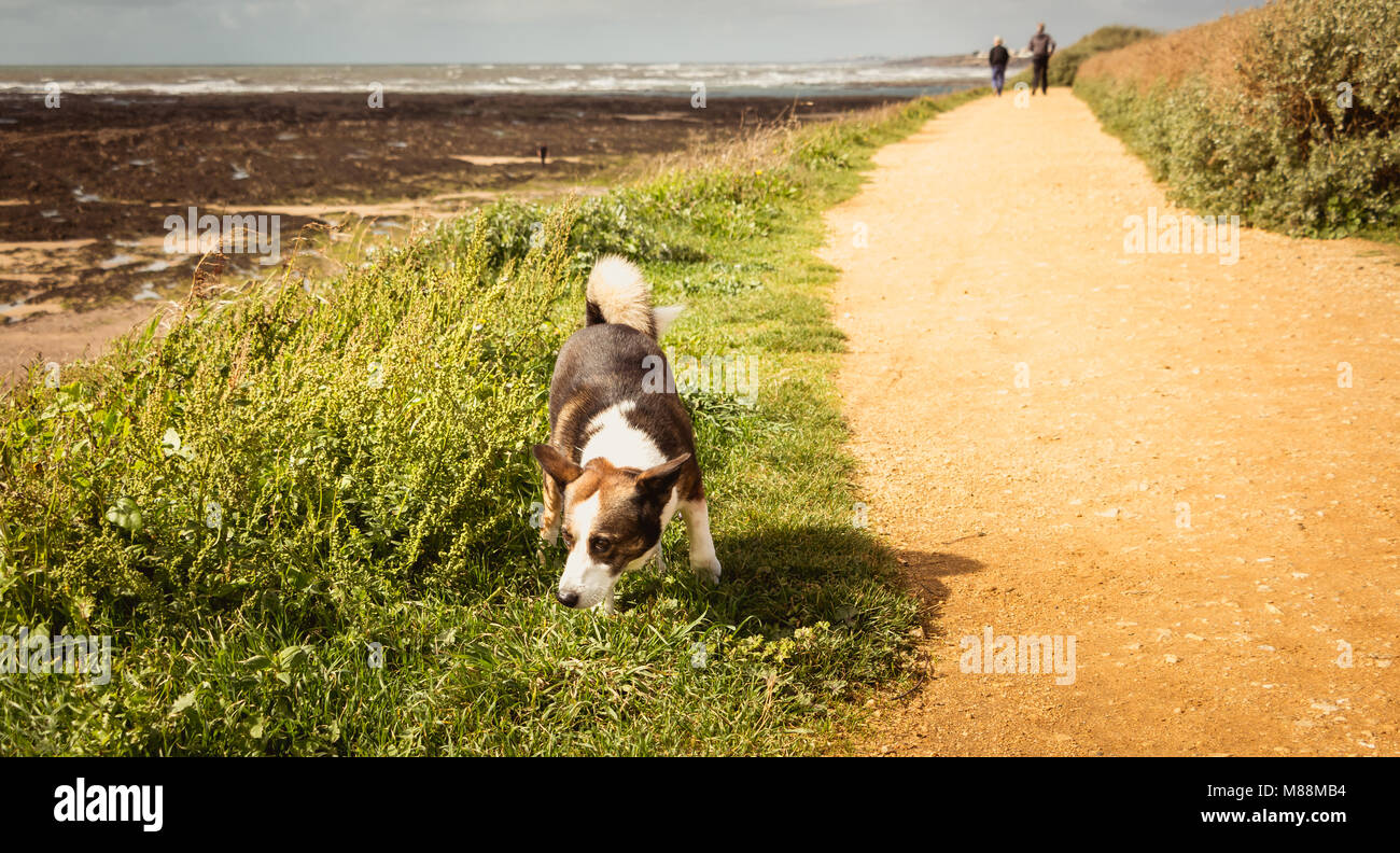 Poco Pembroke Welsh Corgis perro caminando por la playa en Francia Foto de stock