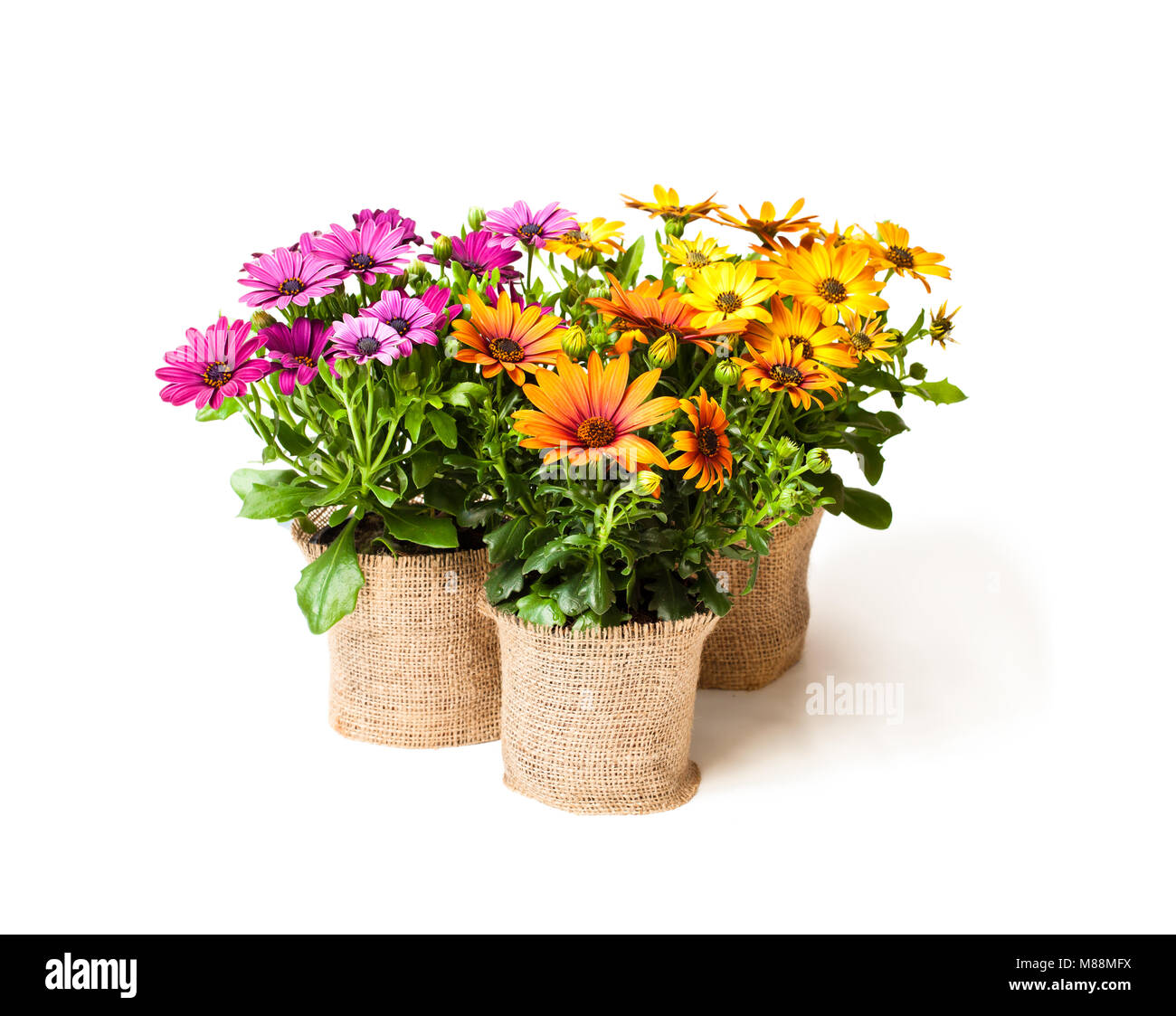 Hermoso colorido daisy flores en macetas pequeñas decoradas con cilicio  aislado en blanco Fotografía de stock - Alamy