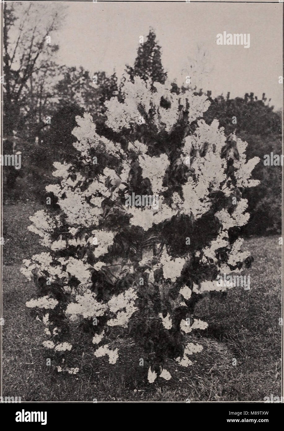 Catálogo General - frutales y ornamentales, arbustos, rosas (1902) (20541848536) Foto de stock