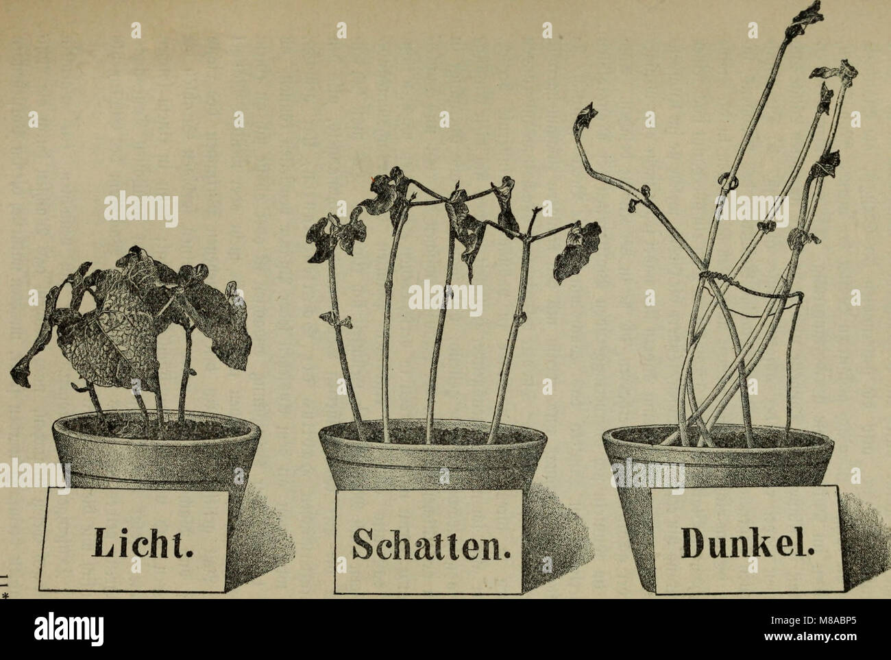 Die Krankheiten der Pflanzen; Ein Handbuch für Land- und Forstwirte, Gärtner, und Gartenfreunde Botaniker (1895) (20929854065) Foto de stock