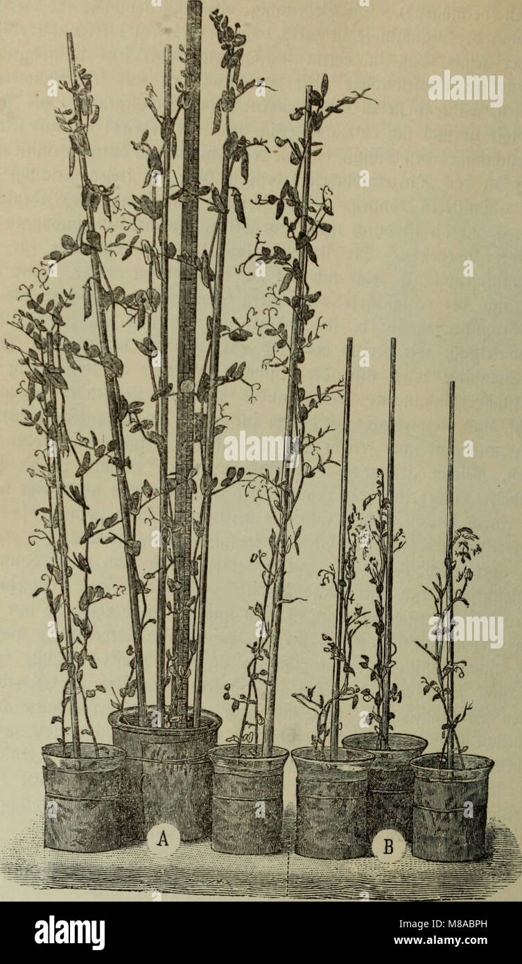 Die Krankheiten der Pflanzen; Ein Handbuch für Land- und Forstwirte, Gärtner, und Gartenfreunde Botaniker (1895) (20937247411) Foto de stock