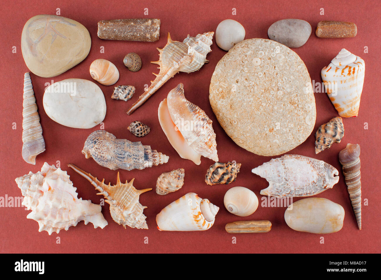 Conjunto de varias conchas de mar y piedras en el fondo de color rojo-marrón, laicos plana Foto de stock