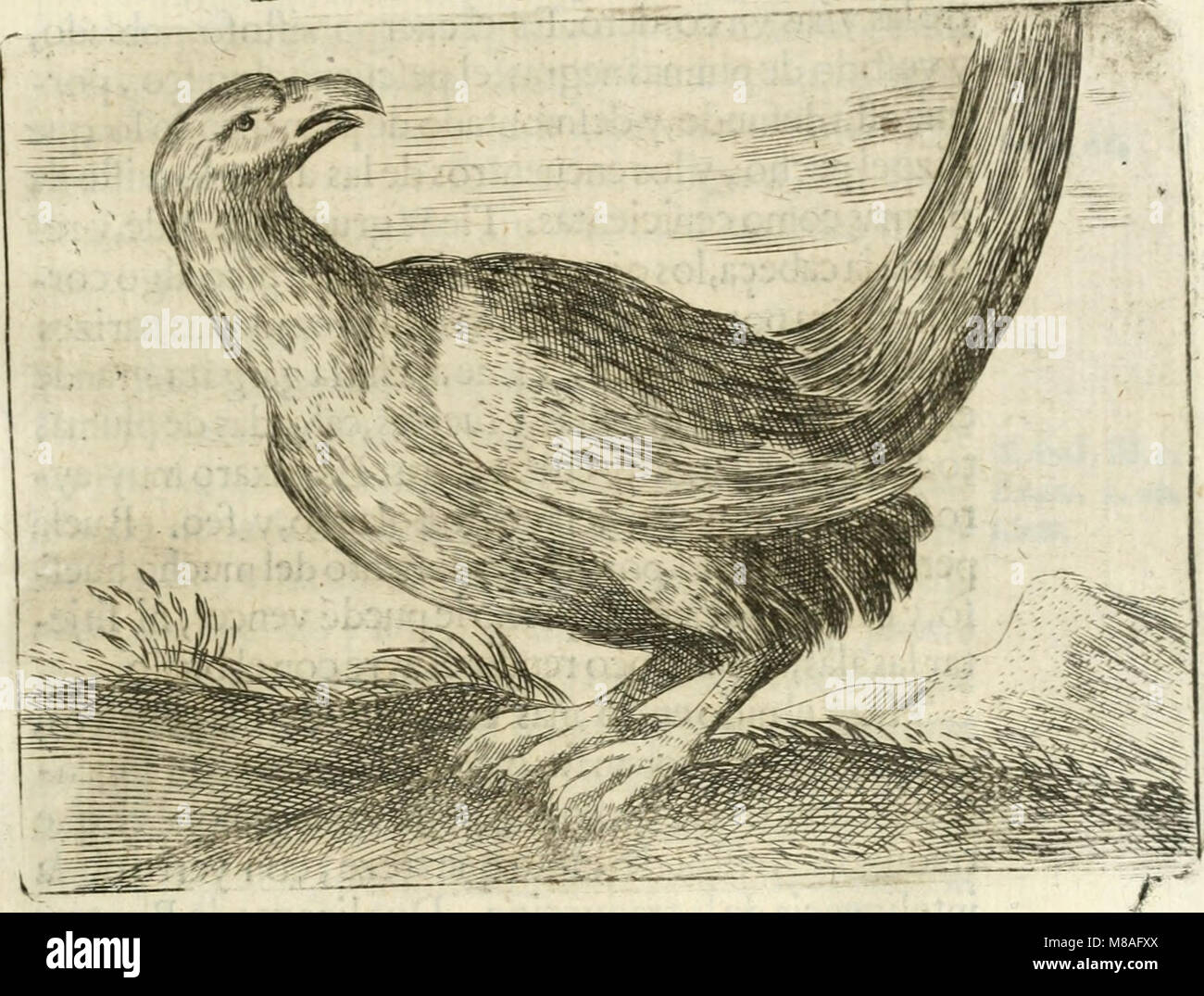 Govierno general, moral y político - hallado en las aves mas generosas y nobles - sacado de sus naturales virtudes y propiedades (1683) (14563720080) Foto de stock