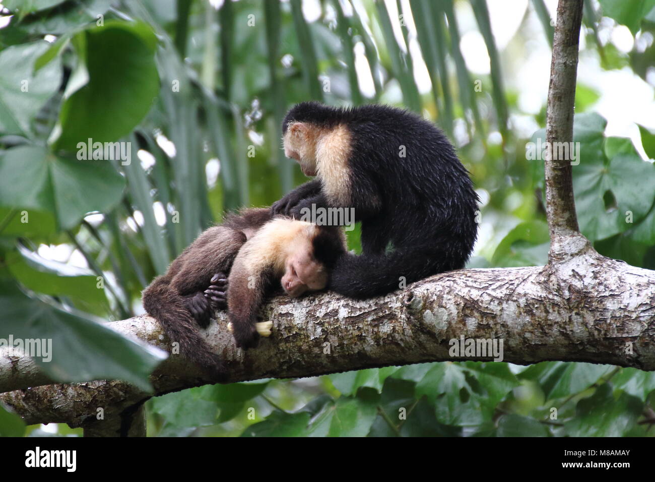 Par de Capuchinos Whitefaced Grooming en Cahuita, Monteverde Foto de stock
