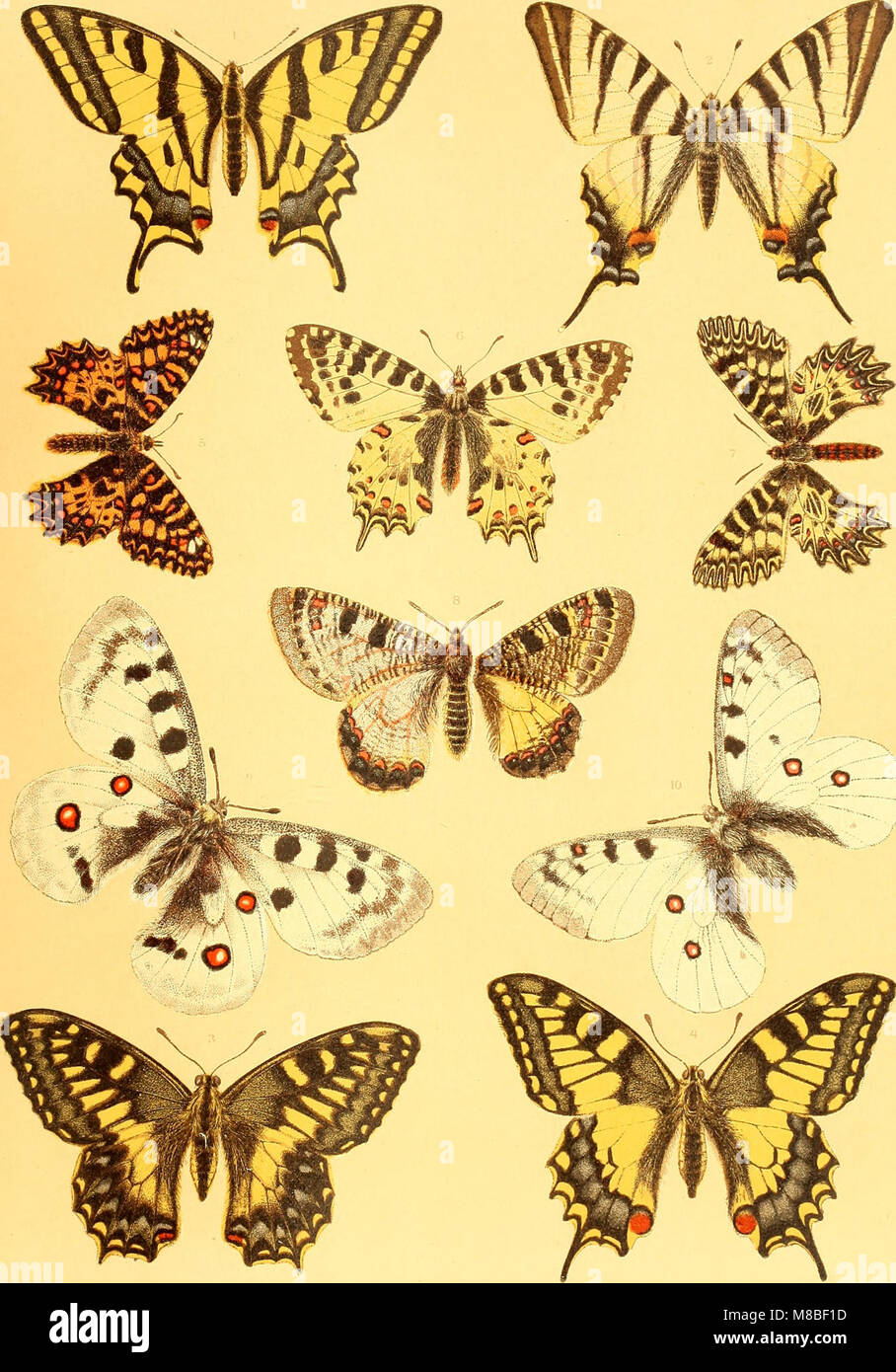 Die Schmetterlinge Europas (1908) (20321950934) Foto de stock
