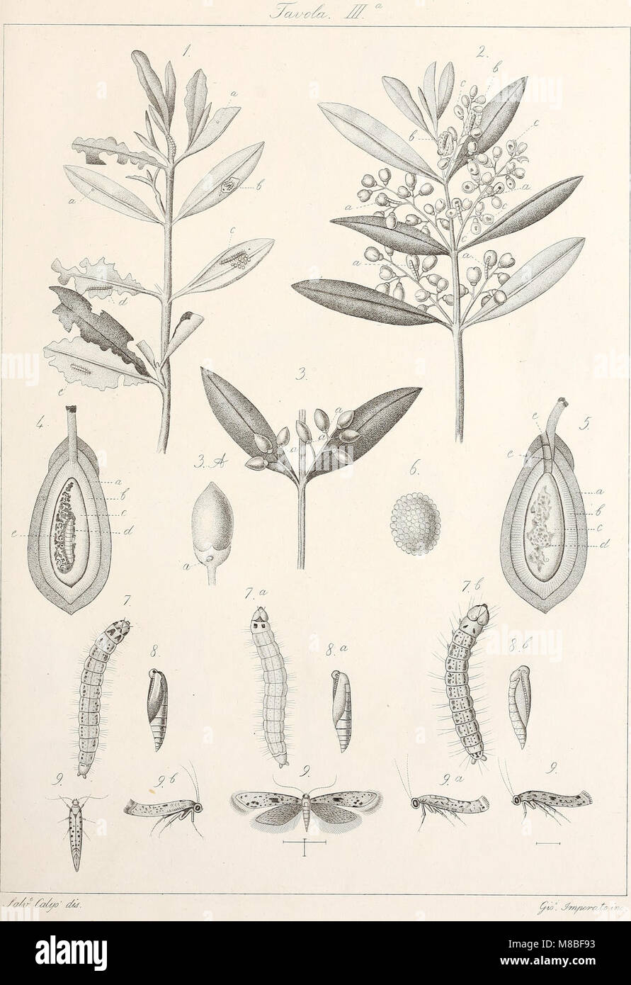 Degl' che insetti attaccano l'albero ed il frutto dell'olivo (1857) (20846777555) Foto de stock