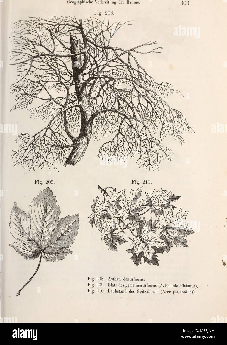 Der Baum (1860) (20673274798) Foto de stock