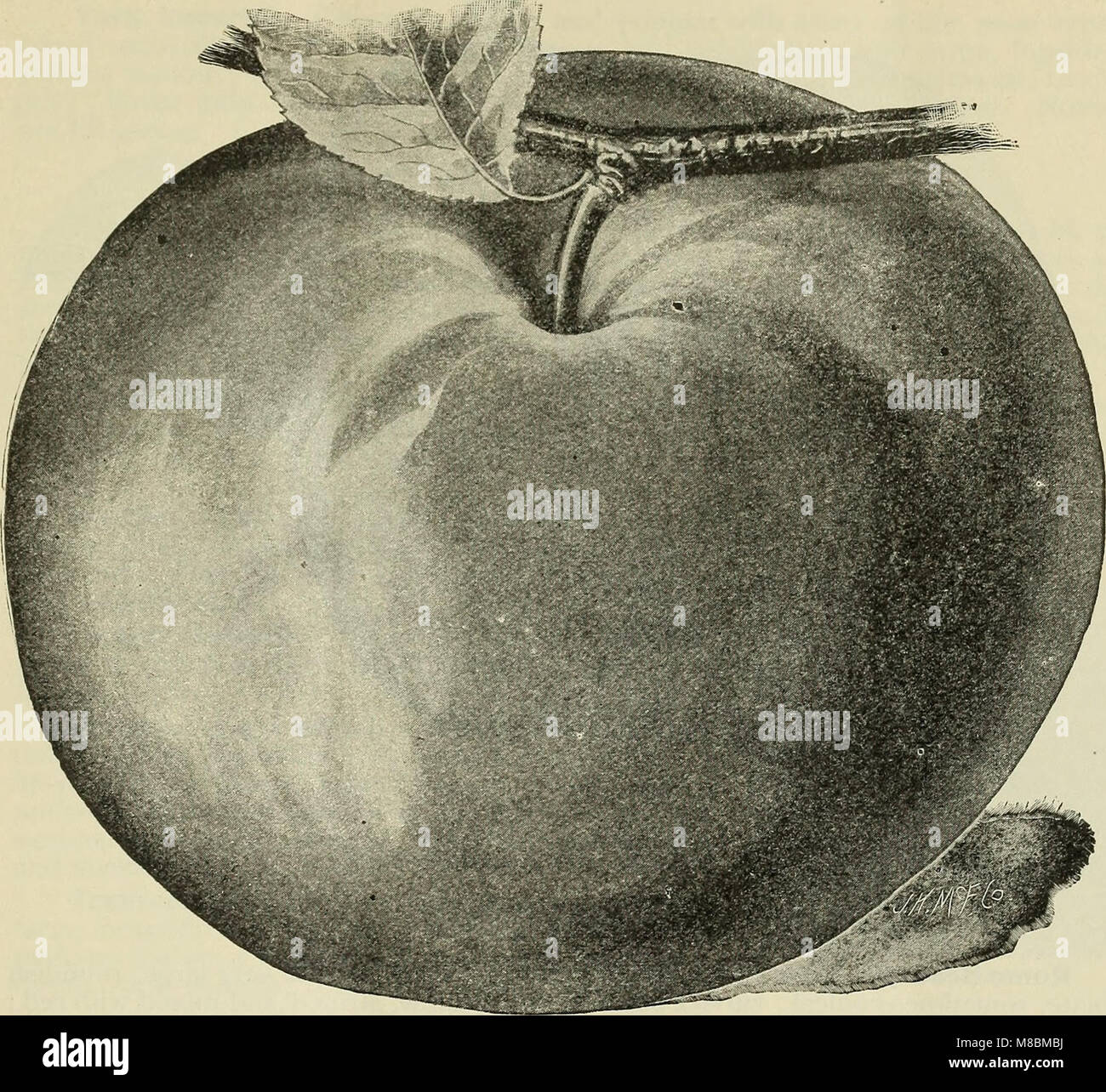 Estudio descriptivo y catálogo ilustrado de árboles frutales y ornamentales, arbustos, plantas (1900) (20371608588) Foto de stock