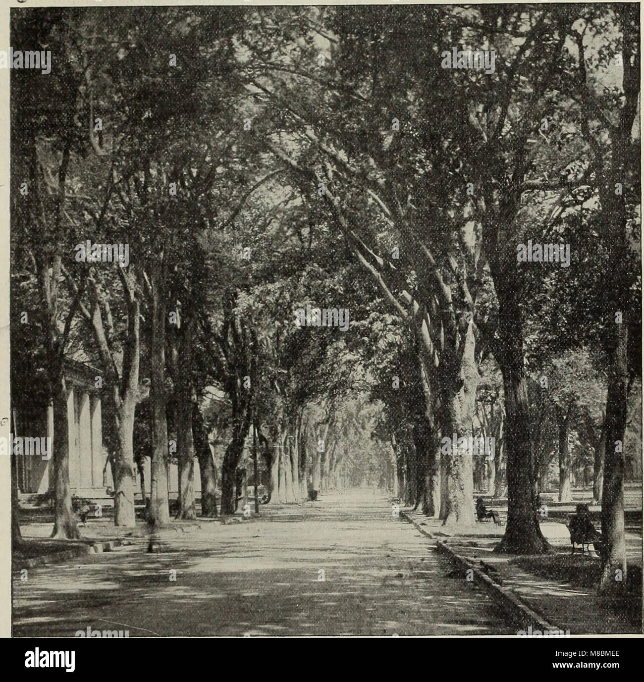 Catálogo descriptivo - árboles ornamentales, arbustos, enredaderas, plantas perennes, Hardy perennes y frutos (1902) (20565585895) Foto de stock