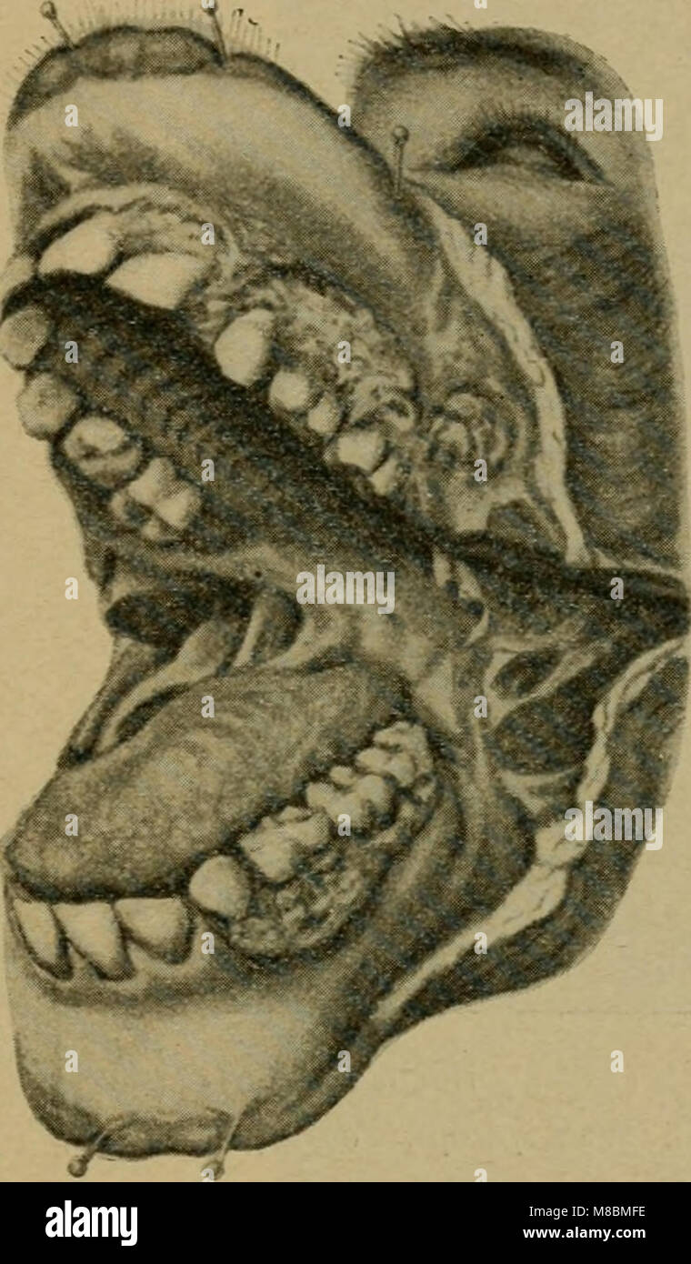 Die vergleichende Pathologie der Haut (1910) (20327004224) Foto de stock