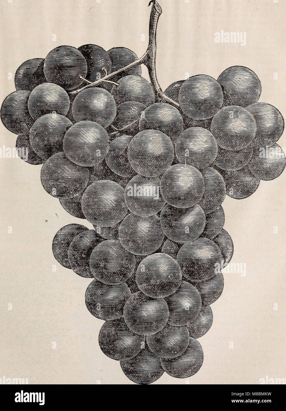 Catálogo Descriptivo de frutales y ornamentales, arbustos, lianas y plantas (1900) (20370530629) Foto de stock