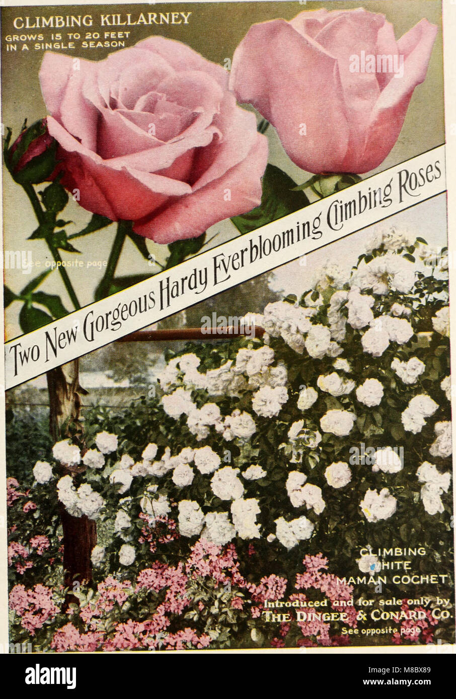 Dingee guía para el cultivo de rosas - 1850 1911 (1911) (20962740041) Foto de stock