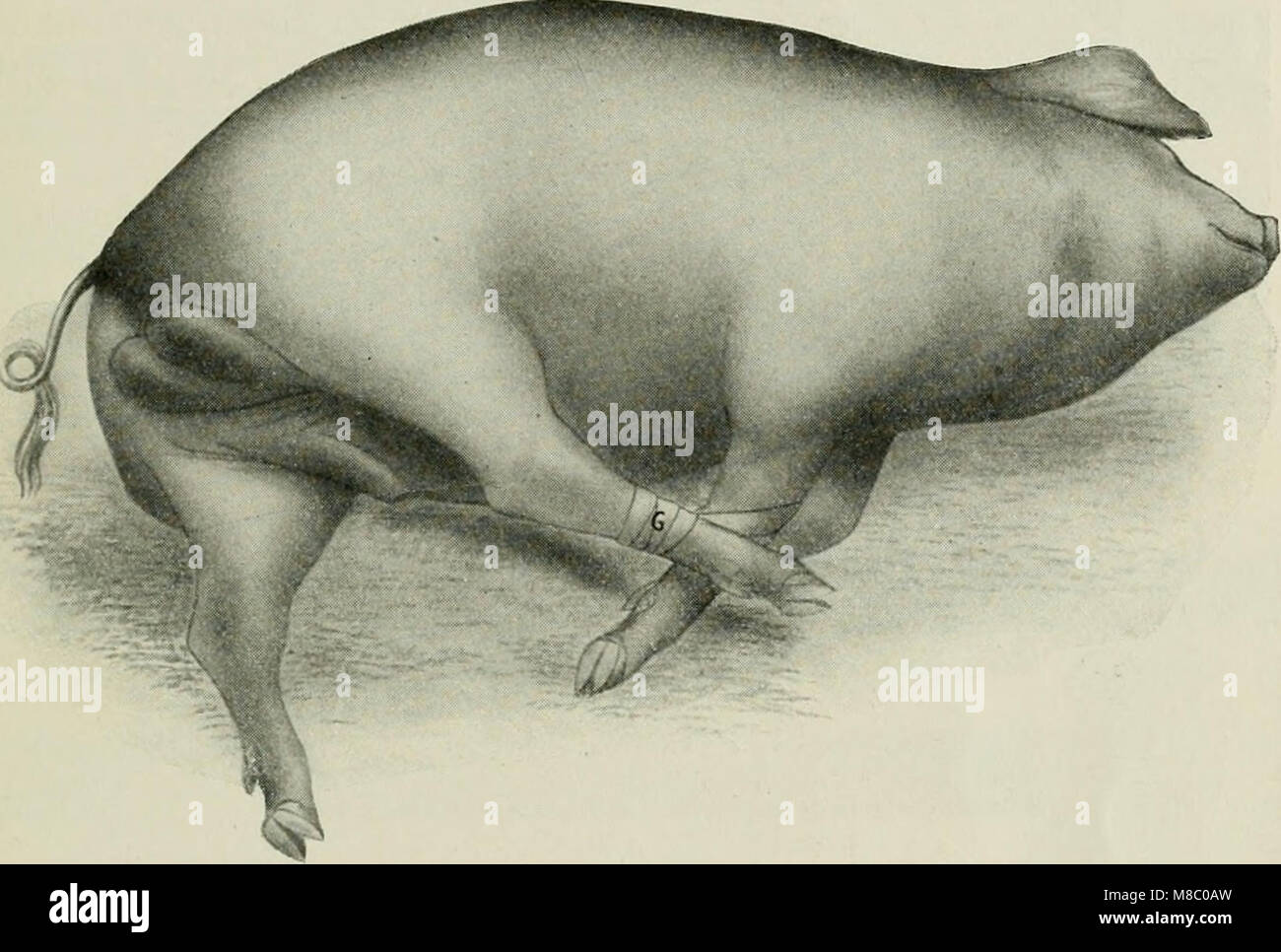 Las enfermedades de la especie porcina, con referencia a particluar hog-cólera (1914) (14779156541) Foto de stock