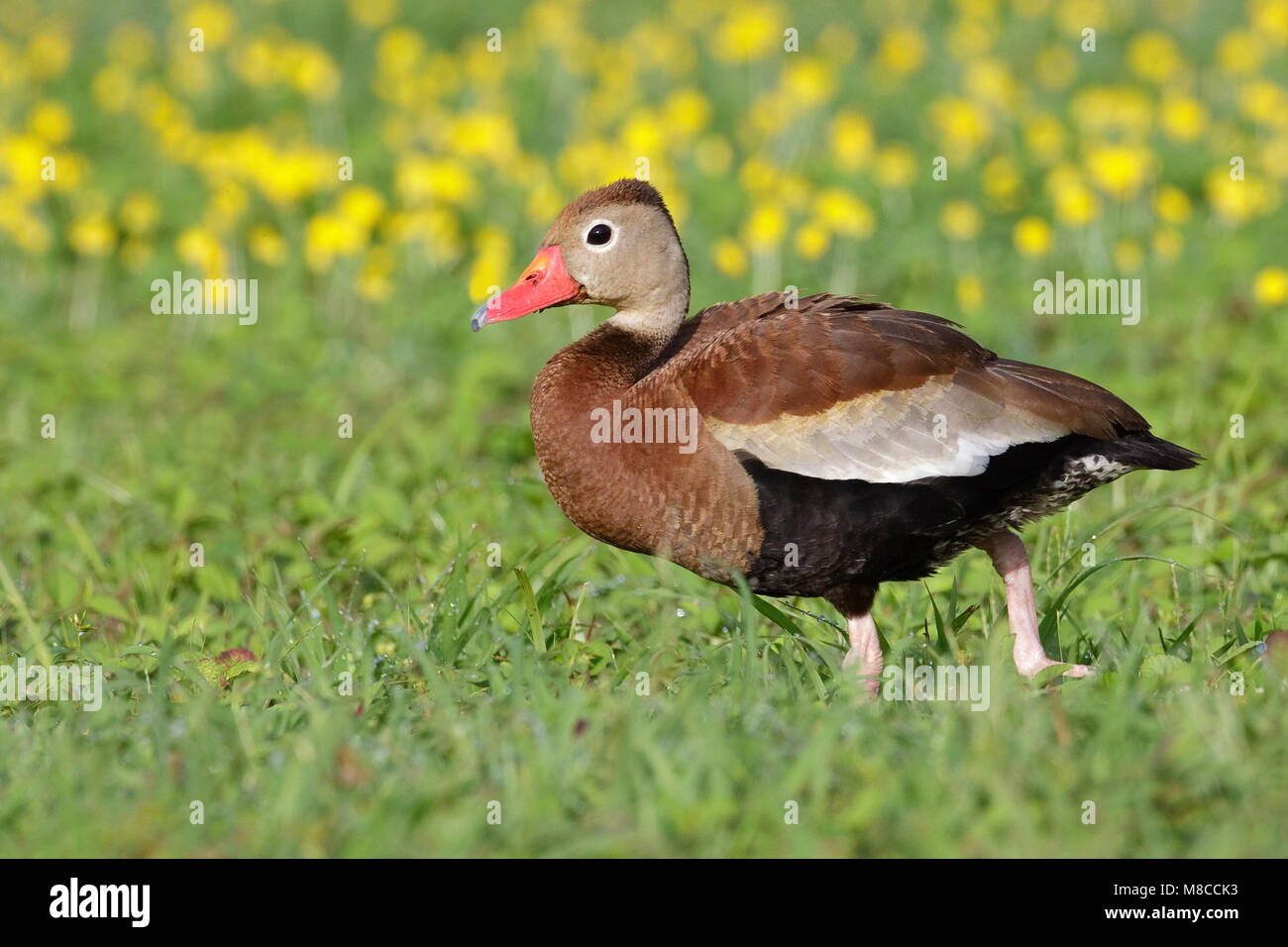 Adultos Co., Brazoria TX Agosto de 2009 Foto de stock