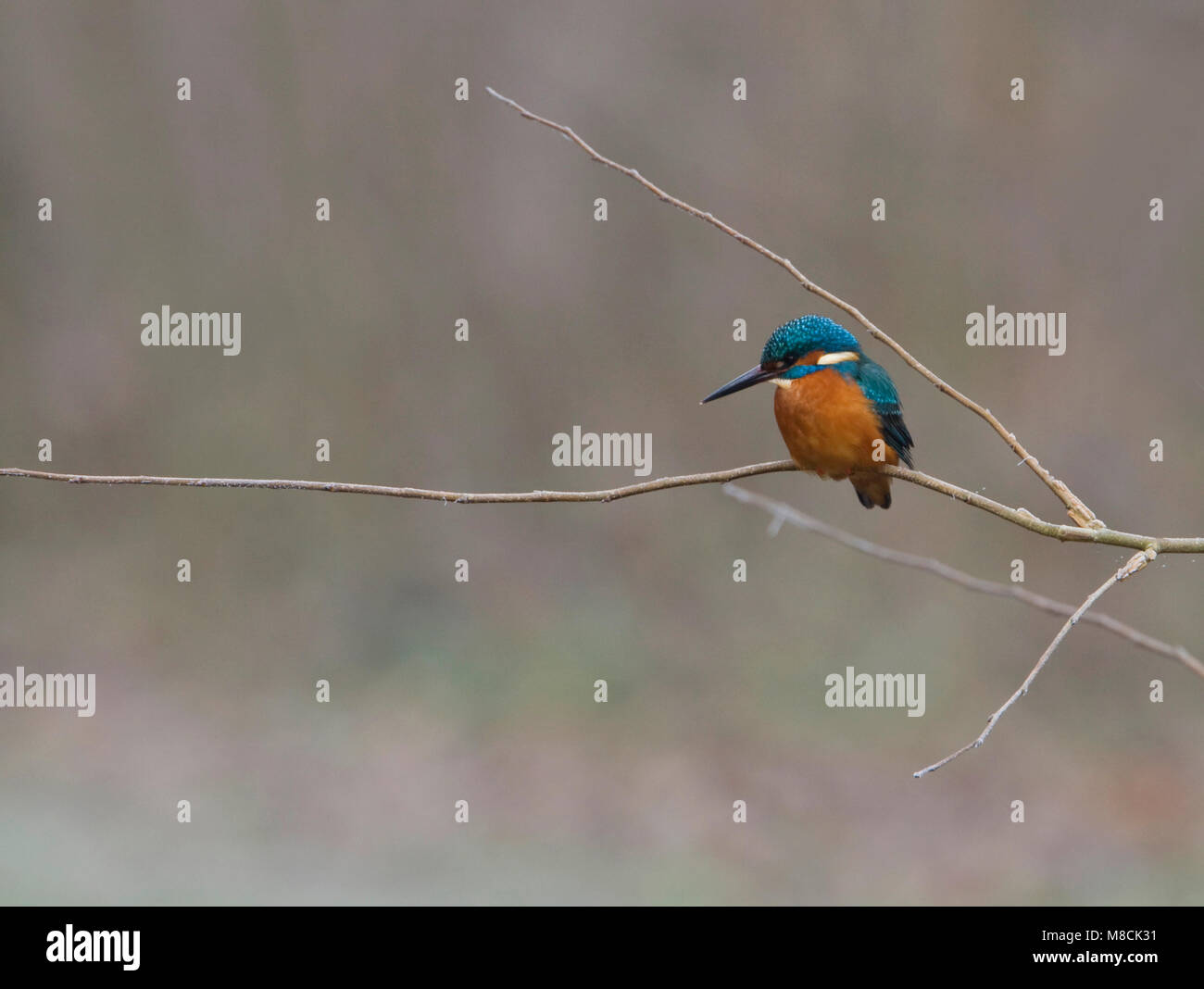 Mannetje IJsvogel op de Uitkijk; Masculino común en un juego de Kingfisher-out Foto de stock