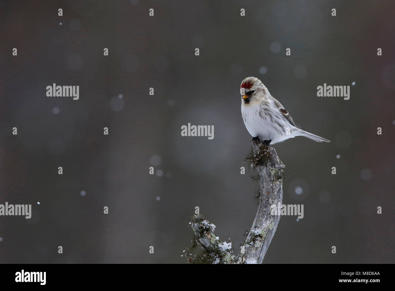 Witstuitbarmsijs; Ártico; Carduelis hornemanni exilipes Redpoll Foto de stock