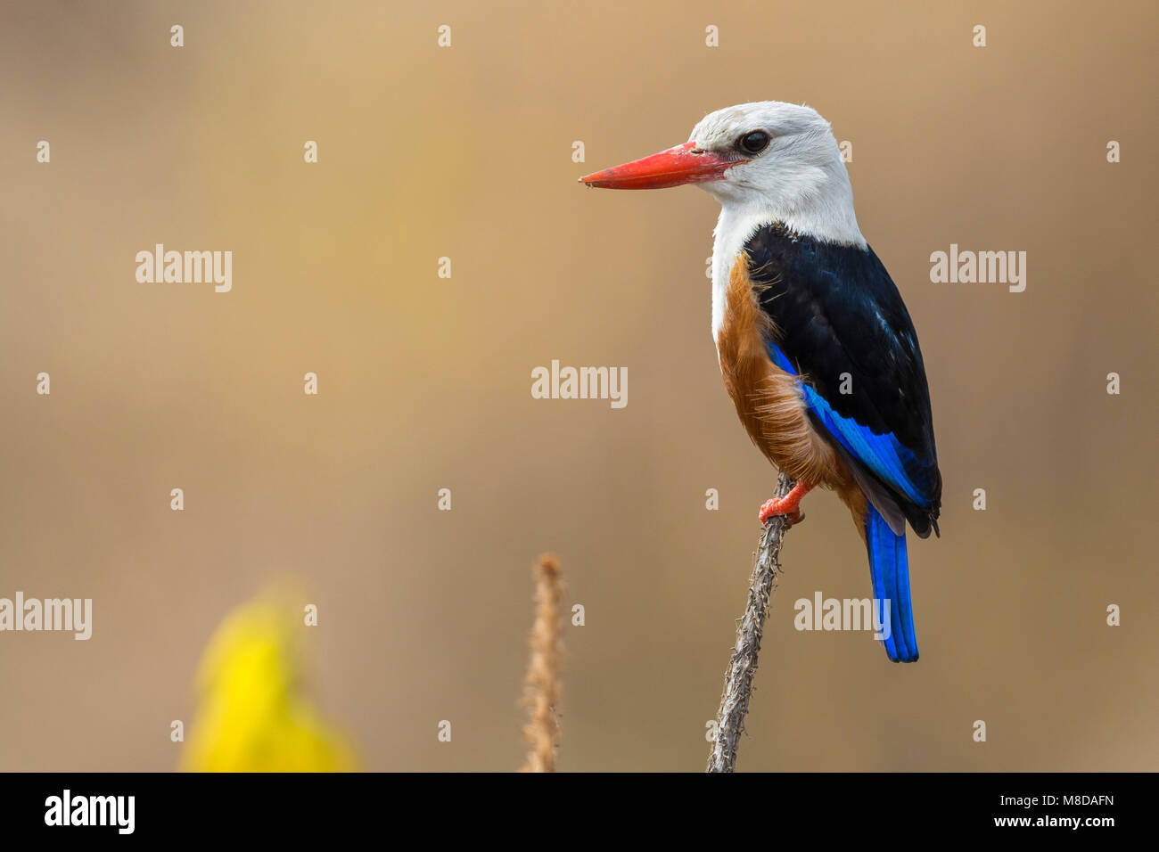Grijskopijsvogel, Kingfisher de cabeza gris Foto de stock