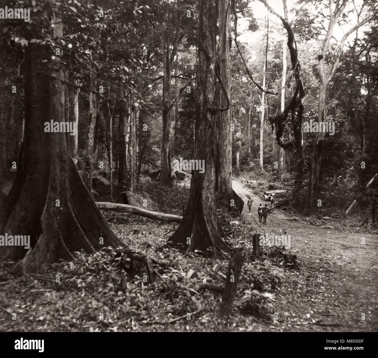 1940 África oriental de Uganda - bosque de Budongo, tala de árboles de caoba y aserrado Foto de stock